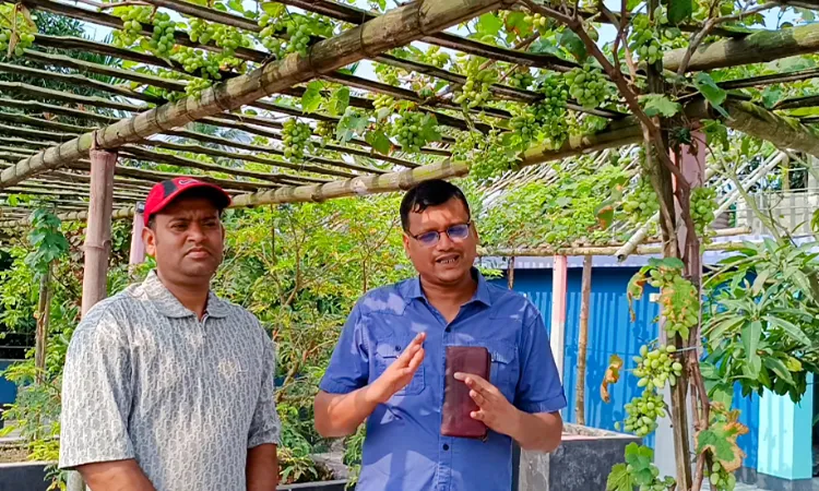 Bogura Businessman Finds Success Growing Grapes on Rooftop