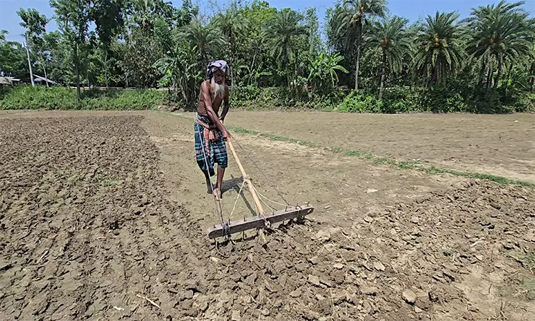 Jute farmers in Faridpur face production delays due to a shortage of diesel and electricity.