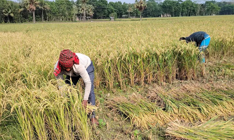 On the ground farmers are working from dawn to dusk.