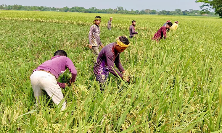 Rain and Labor Crisis Threaten Boro Harvest in Shantiganj