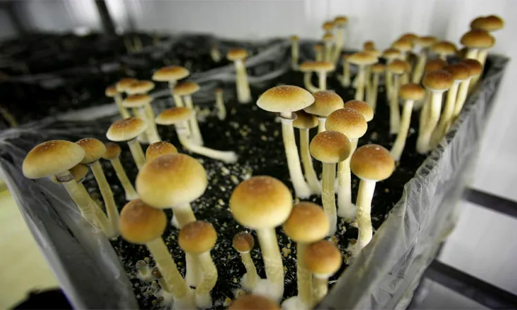 Johns Hopkins study, 52% of participants using psilocybin therapy remained abstinent from smoking after six months.
