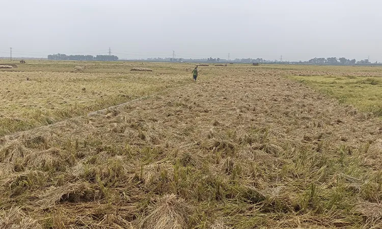The local administration has initiated emergency soil-filling on submerged dirt roads as of Sunday afternoon to facilitate crop transport.