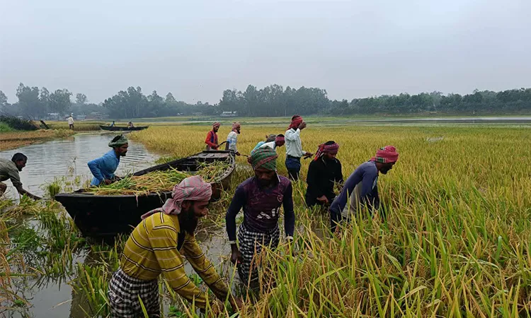 Boro Paddy Submerged in Porsha Due to Upstream Floods