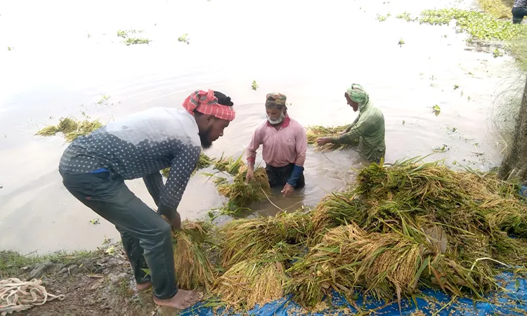 1,500 Bighas of Paddy Submerged in Phulbari; Farmers Face Double Costs and Half Prices