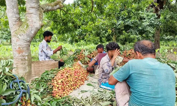 Pankabila Litchi Village: Farmers Prosper with Bumper Harvest