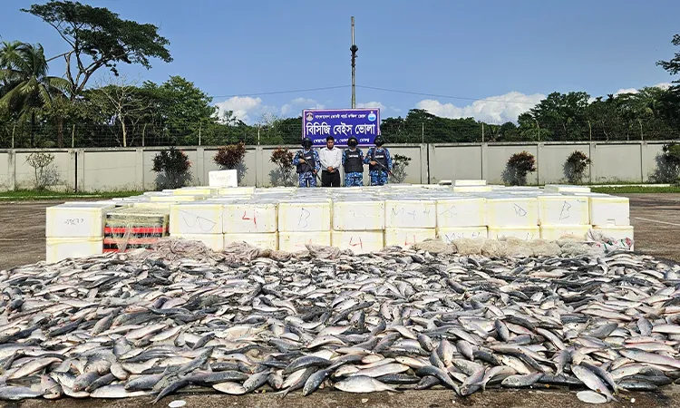A total of 10,140 kg of hilsa was seized from three trucks near Panpatti Bazar, Bhola.