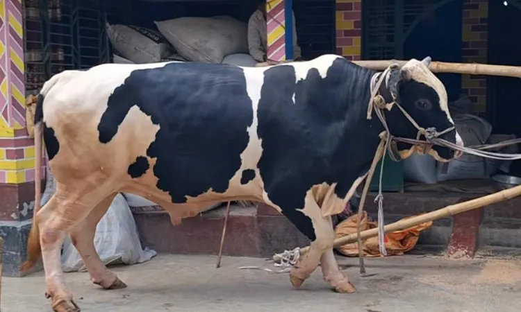 1,100 kg 'Bahubali' Bull for Sale in Narail for Tk 10 Lakh