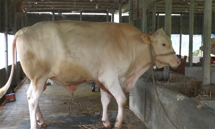 Pabna's 40-Maund 'White Sultan' Bull Set for Eid-ul-Azha Sale