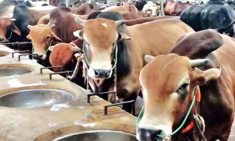 Narail Ready with 45,000 Sacrificial Animals for Eid