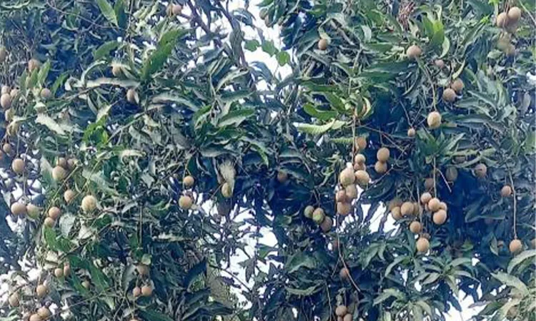 Mango Scab Disease Ruins Khulna Bombay Mango Market