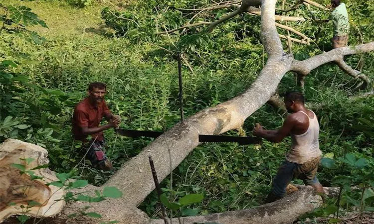 200 Trees Illegally Cut for Boalmari Canal Project