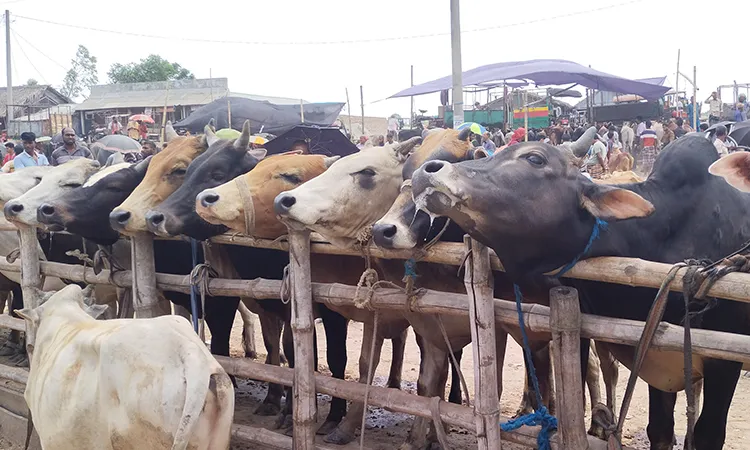 Bustling Sacrificial Animal Markets in Paikgachha Ahead of Eid