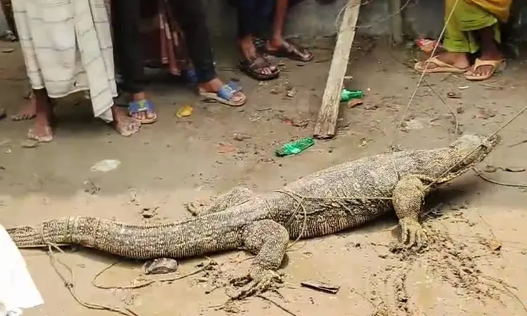 A massive 37 kg monitor lizard measuring over 7 feet was safely rescued by villagers and forest officials.