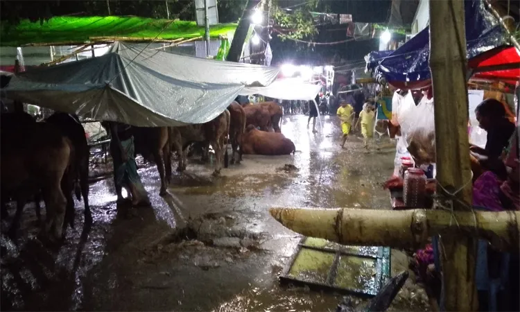 Torrential monsoon rains have turned Dhaka's sacrificial cattle markets into muddy.