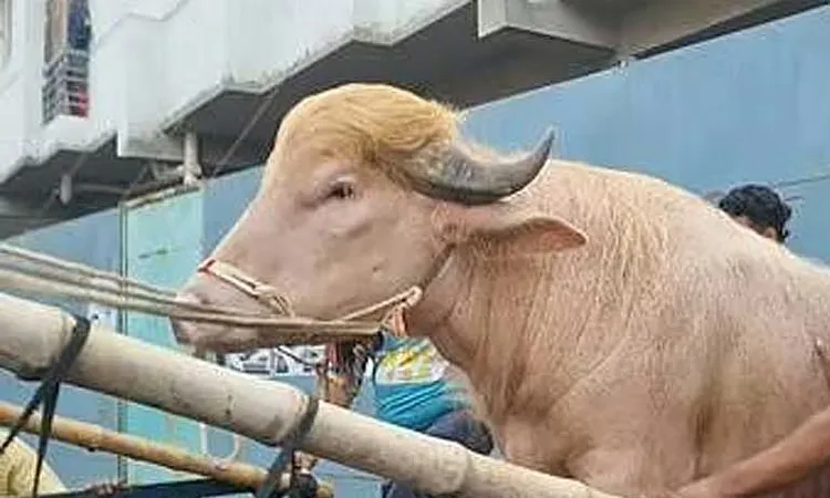 The albino buffalo is now moving to the National Zoo.