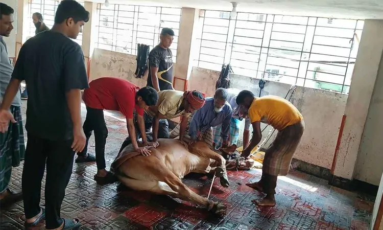 Islamic jurisprudence permits ritual sacrifices (Qurbani) for up to three days—until the sunset of the 12th of Zhul Hijjah.