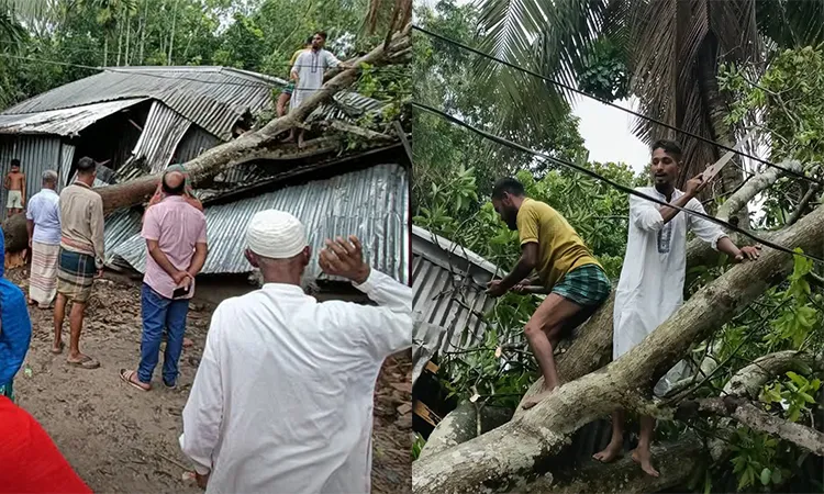 Massive Tree Collapses on House in Narail's Lohagara