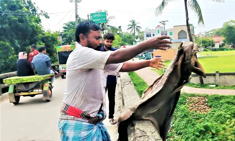On Friday afternoon, Rahej Ali, a seasonal trader in the Balla industrial area of Kalihati Upazila, was seen dumping multiple cow hides into the Langulia River from the Balla Bridge.