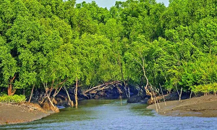 The Forest Department bans all tourists and fishermen from entering the Sundarbans for three months.