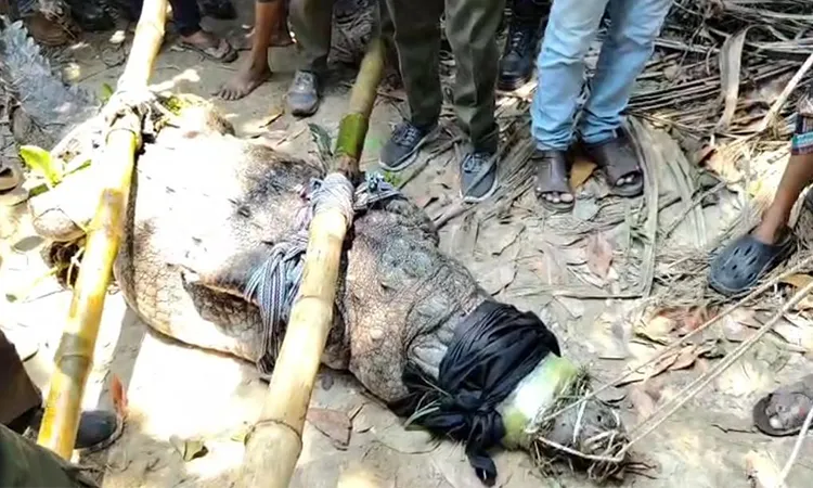 Bagerhat Shrine Crocodile Relocated After Fatal Attack