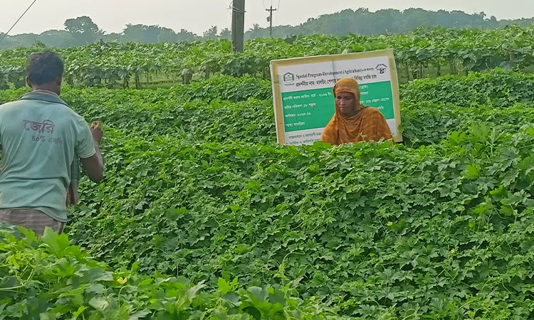 Pabna Farmers Adopt Mulching for Safe Vegetable Farming