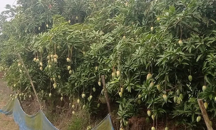 Farmer Finds Success with Katimon Mangoes in Morelganj