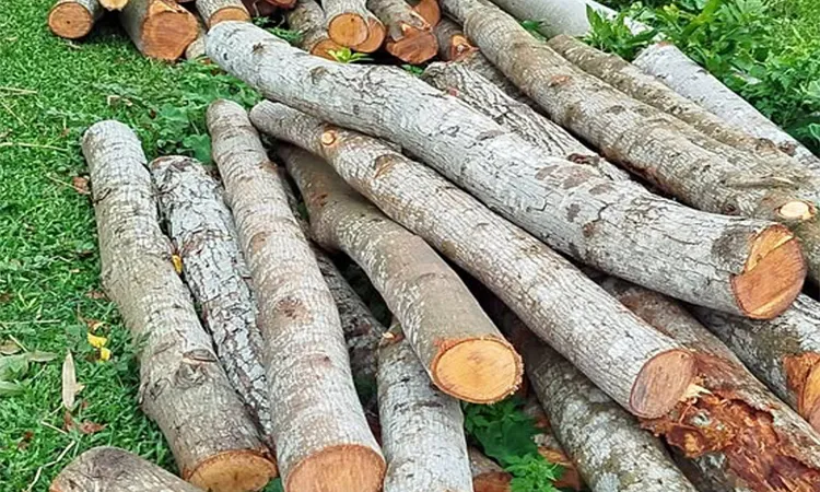 Govt Employee Illegally Cuts Trees Worth Tk 3.5L in Narail