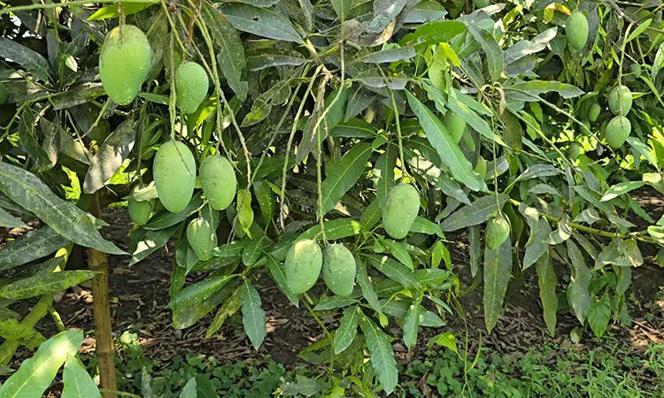 Faridpur Emerges as a New Hub for Commercial Mangoes
