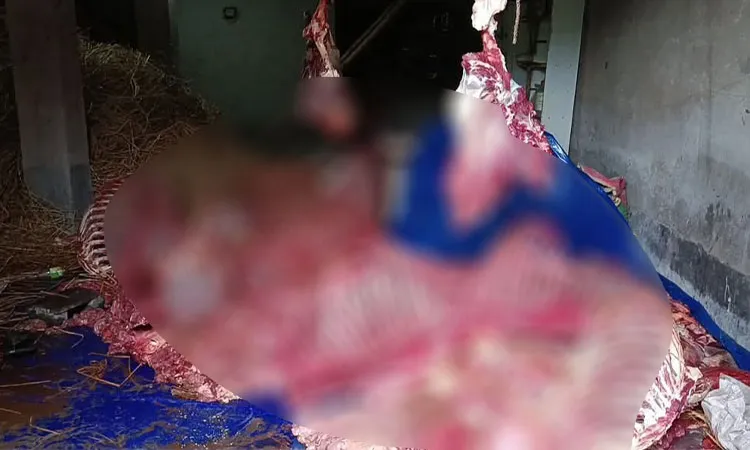 The incident occurred in the Mongla Bandar area under Jamalpur Union of the upazila.