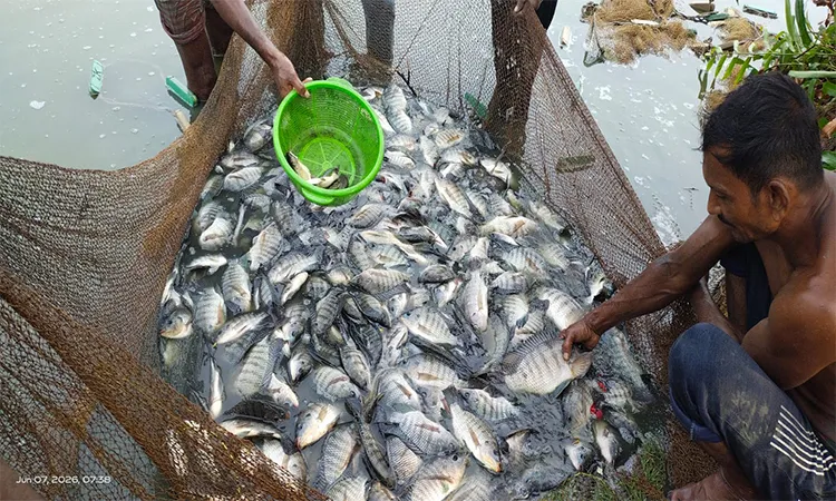 BWDB Official Accused of Illegal Fishing in Paikgachha