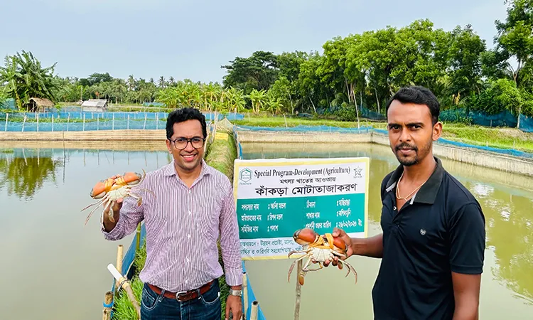 Satkhira Farmers Turn to Profitable Crab Fattening