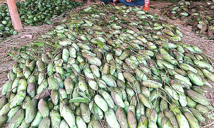 Porsha Mango Market Bustles Massive Sales Expected
