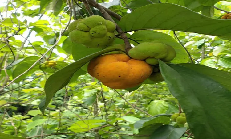 The Disappearing Dewa Narail's Lost Native Superfood