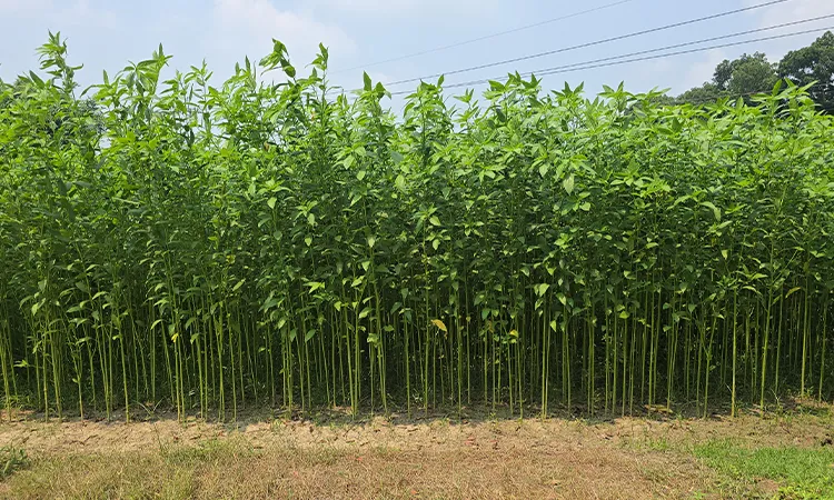 Bumper Jute Yield Expected in Faridpur Amid Rising Costs