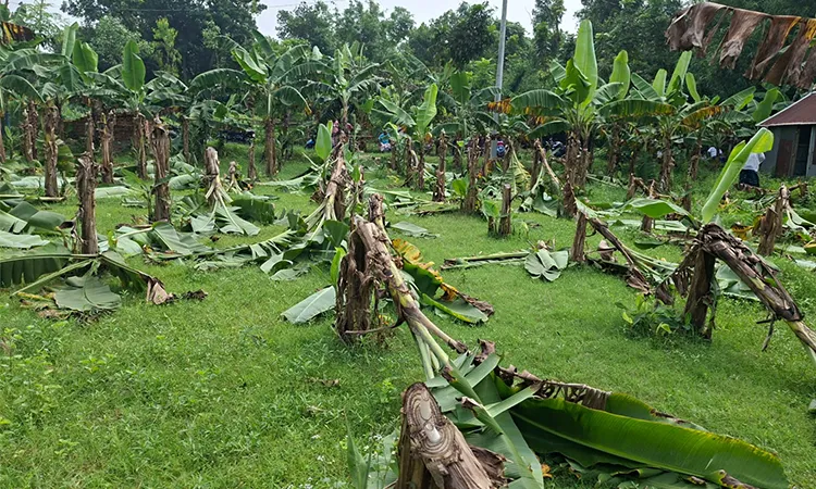 Narsingdi Farmer Loses Tk 2 Lakh as Miscreants Destroy Banana Orchard