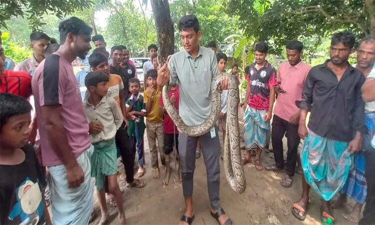 12-Foot Python Rescued in Mirsarai, Released in Forest