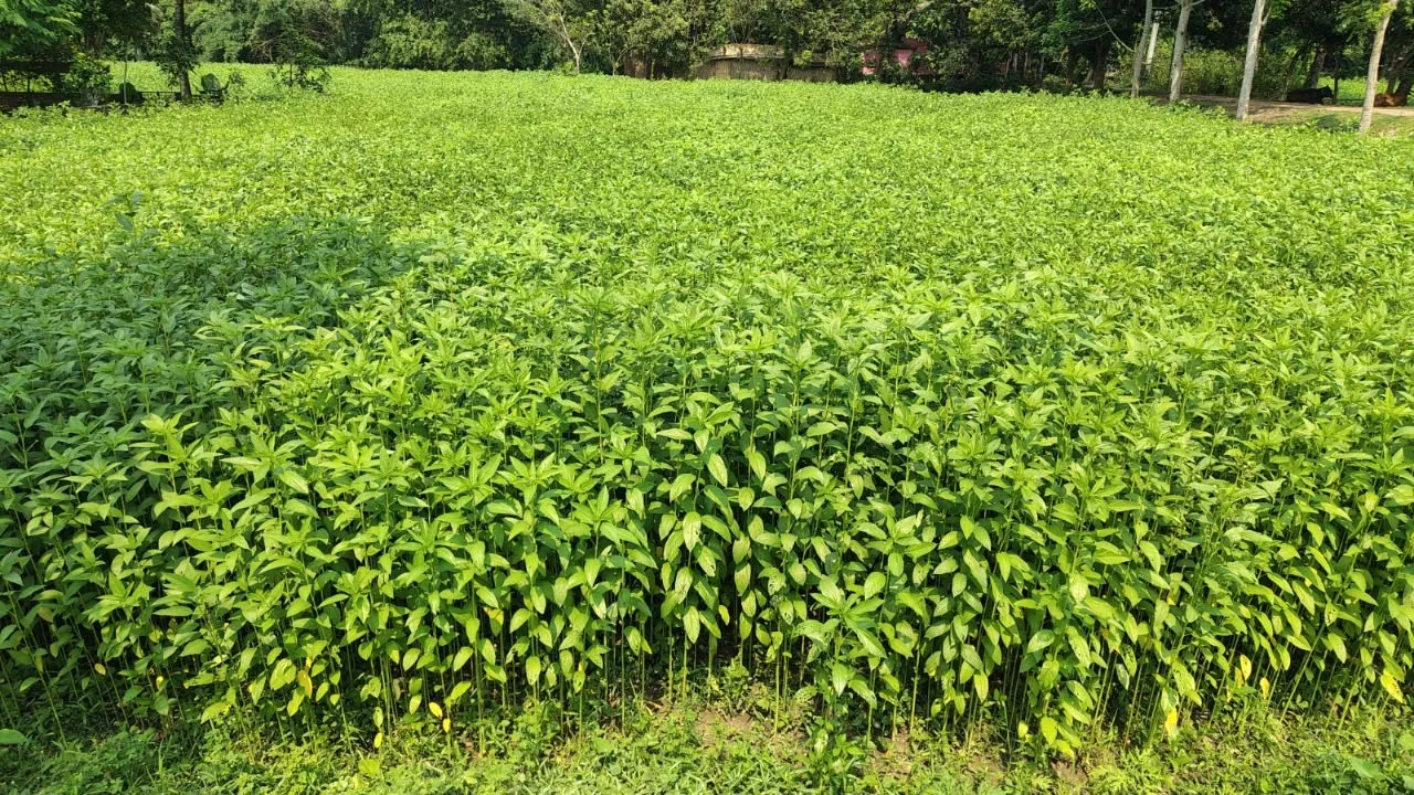 Faridpur Jute Cultivation Exceeds Target as Yields Soar