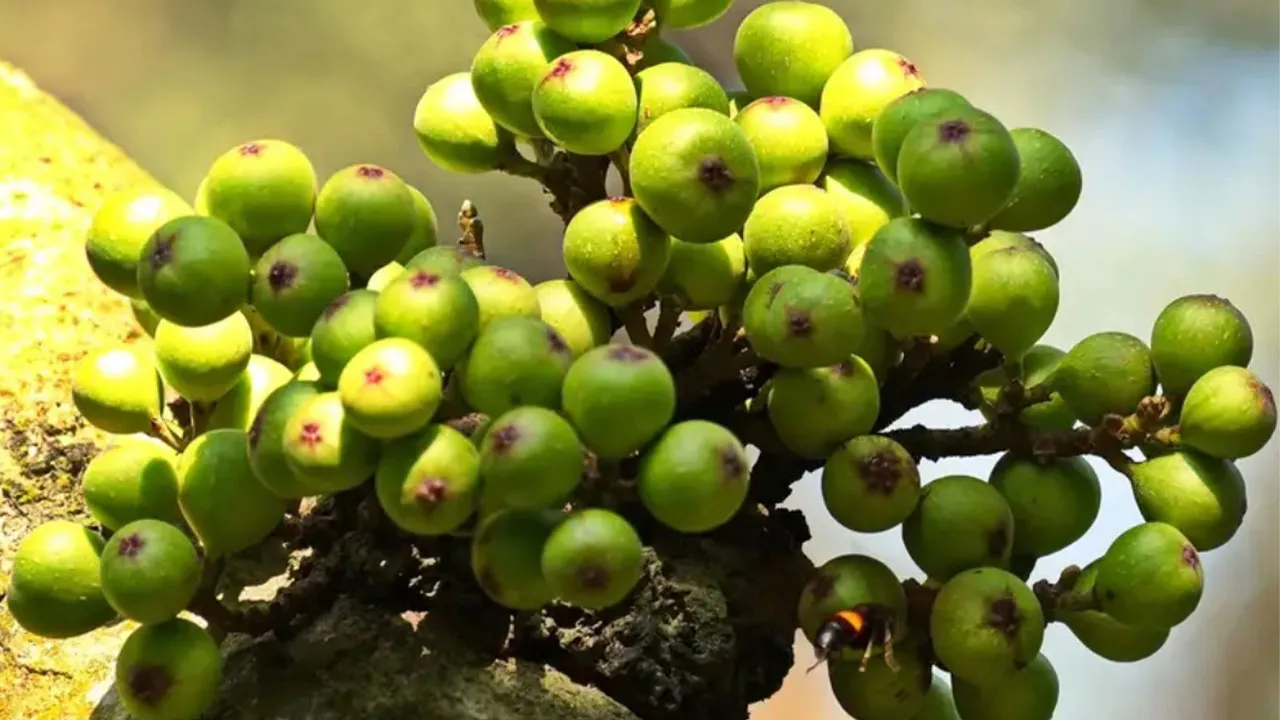 Medicinal Jagdumur Tree Rapidly Disappearing in Narail