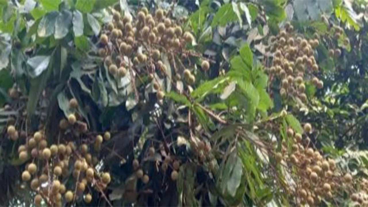 Paikgachha Farmers See Bumper Anshfal (Longan) Harvest