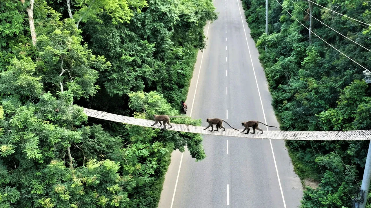 Five Wildlife Ropeway Corridors Built in Tangail's Madhupur