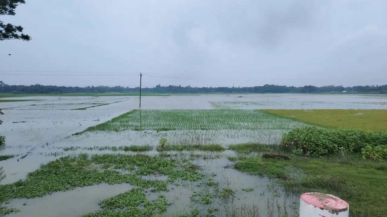 Lohagarh Floods Heavy Rain Submerges Narail Croplands