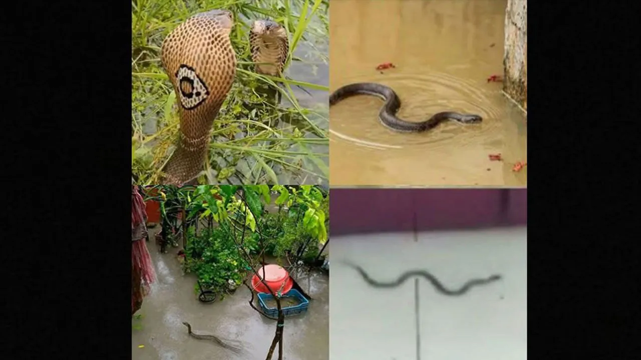 Snakebites Surge in Flood-Hit Chattogram: 75 Injured
