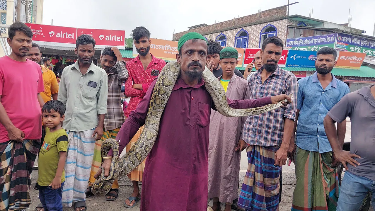 9-Foot Python Rescued from Fishing Net in Bagerhat