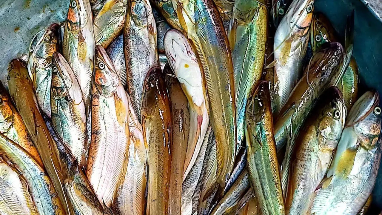 Illegal Fishing Persists in Naogaon's Punarbhaba River