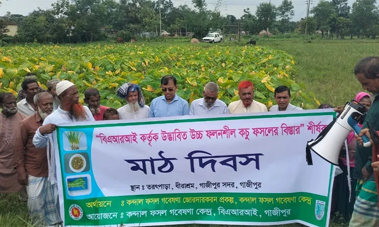 BARI Develops 9 Improved, Gall-Free Panikachu Varieties