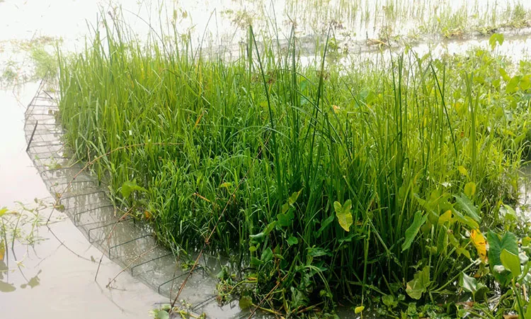 The widespread use of banned China Duari nets in Nalchiti Upazila threatens native fish species.
