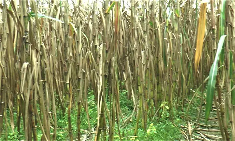 An unknown virus is rotting sugarcane fields across Tangail.