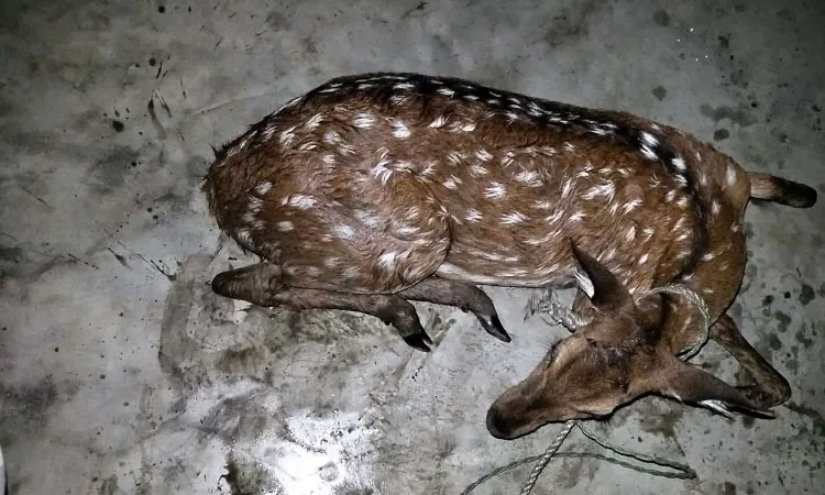 An adult Chitra (spotted) deer was safely rescued.