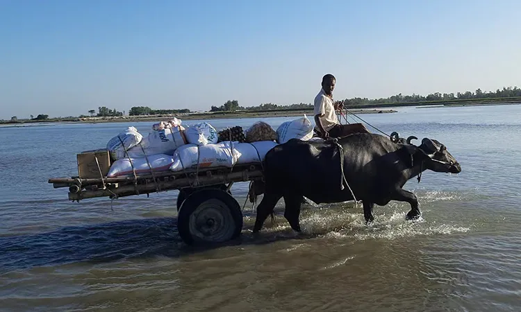 Buffalo Carts Boost Economy in Lalmonirhat Char Areas
