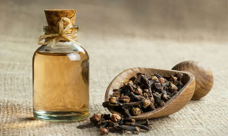 Clove oil is an essential oil that’s derived from clove trees. The clove tree, known as Syzygium aromaticum, is native to Southeast Asia, although today you may find it growing in other locations, too.